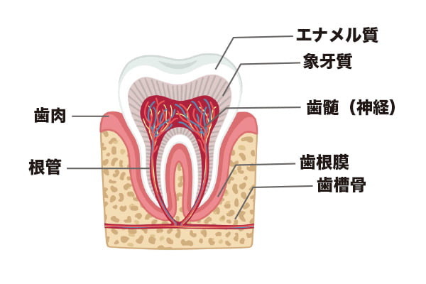 歯の神経