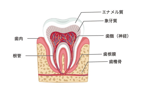 歯の構造